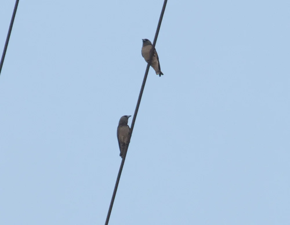 灰燕鵙(Artamus fuscus)