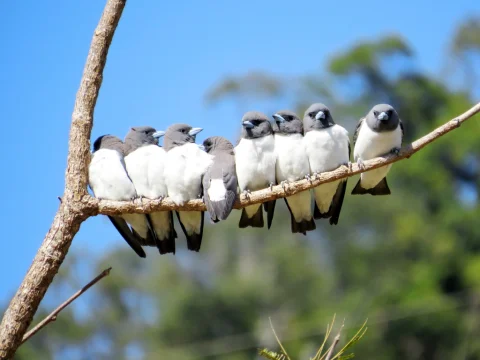 白胸燕鵙