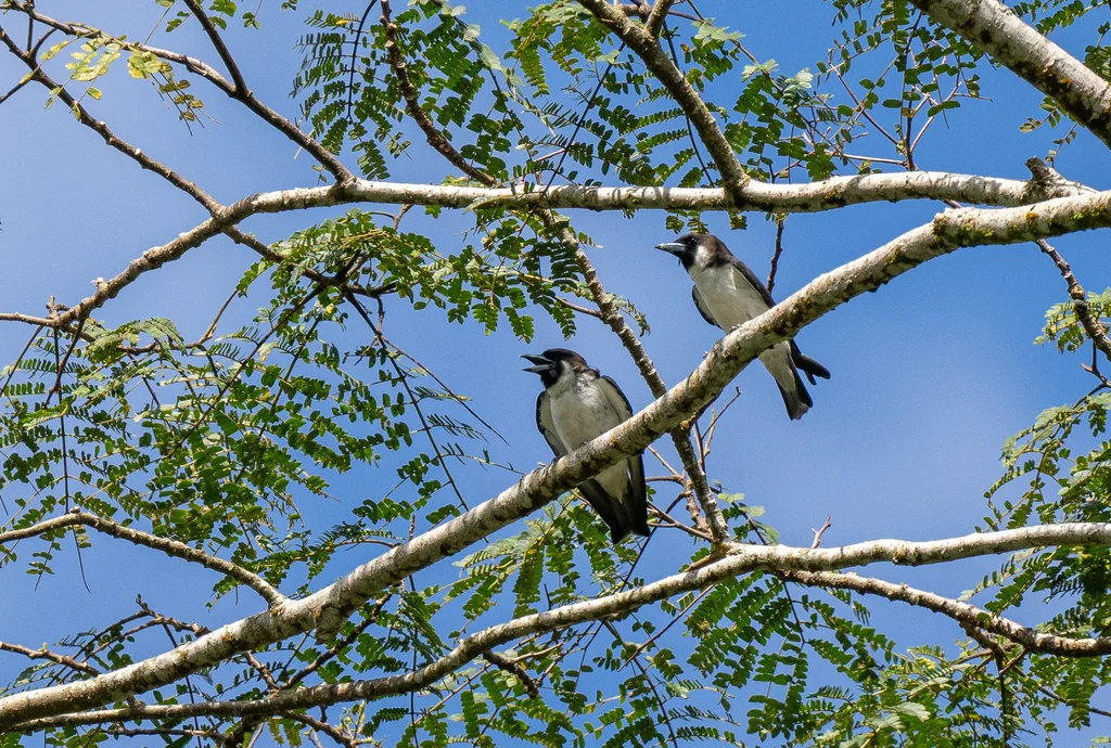 斐济燕鵙(Artamus mentalis)