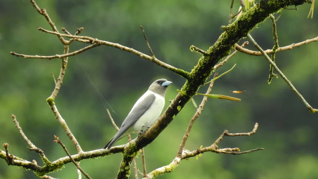 白背燕鵙(Artamus monachus)