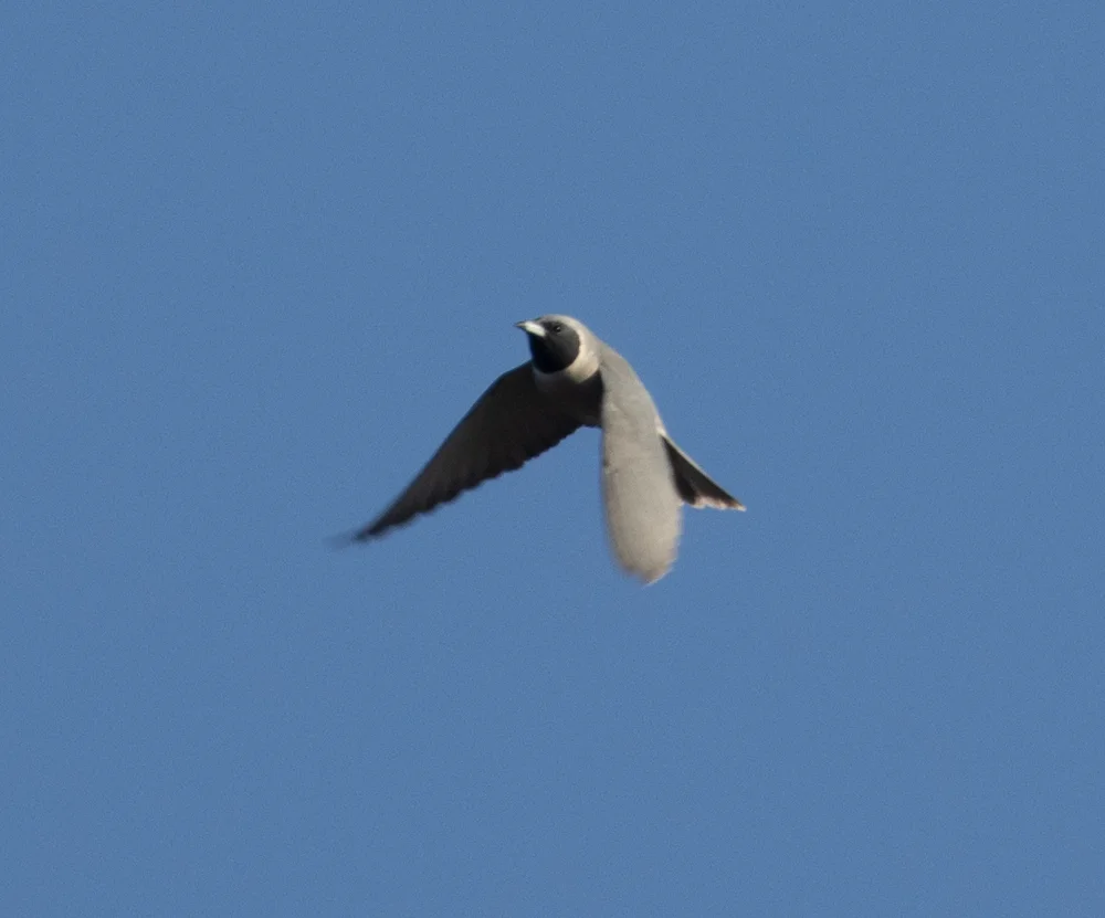 黑眼燕鵙（Artamus personatus）