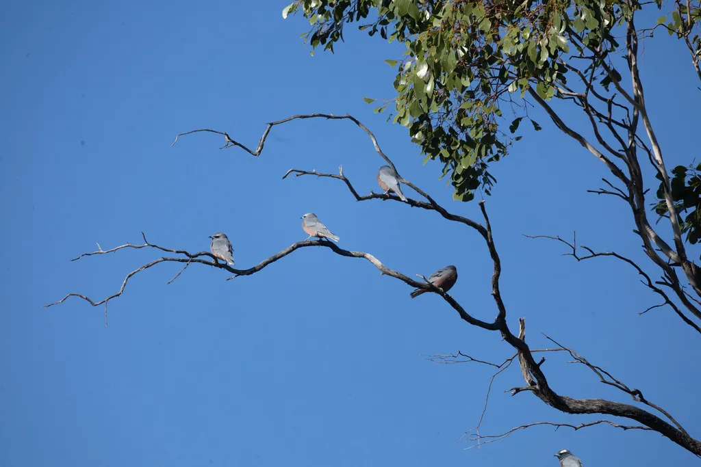 白眉燕鵙(Artamus superciliosus)