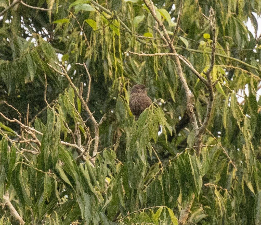 非洲乌鹟（Artomyias fuliginosa）