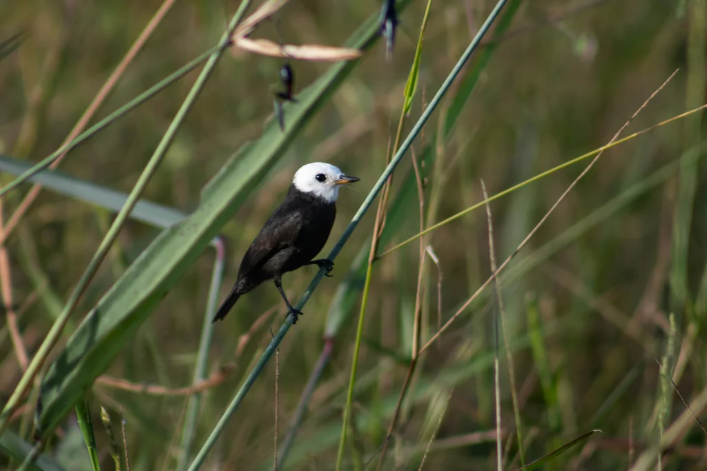白头沼泽霸鹟（Arundinicola leucocephala）