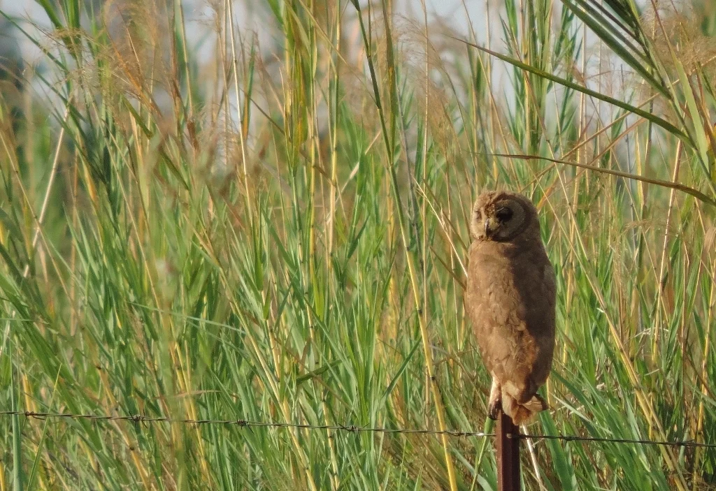 沼泽耳鸮(Asio capensis)