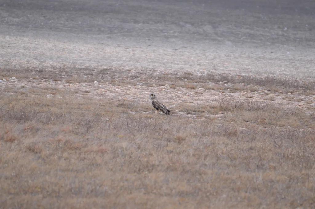 短耳鸮(Asio flammeus)