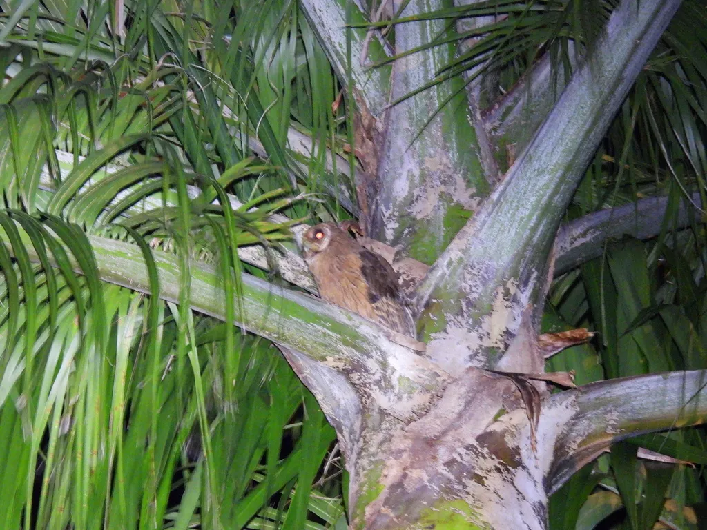 牙买加鸮(Asio grammicus)