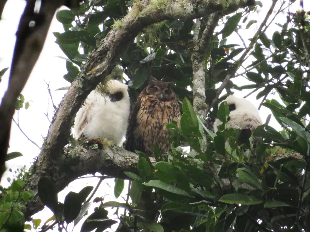 马岛长耳鸮(Asio madagascariensis)