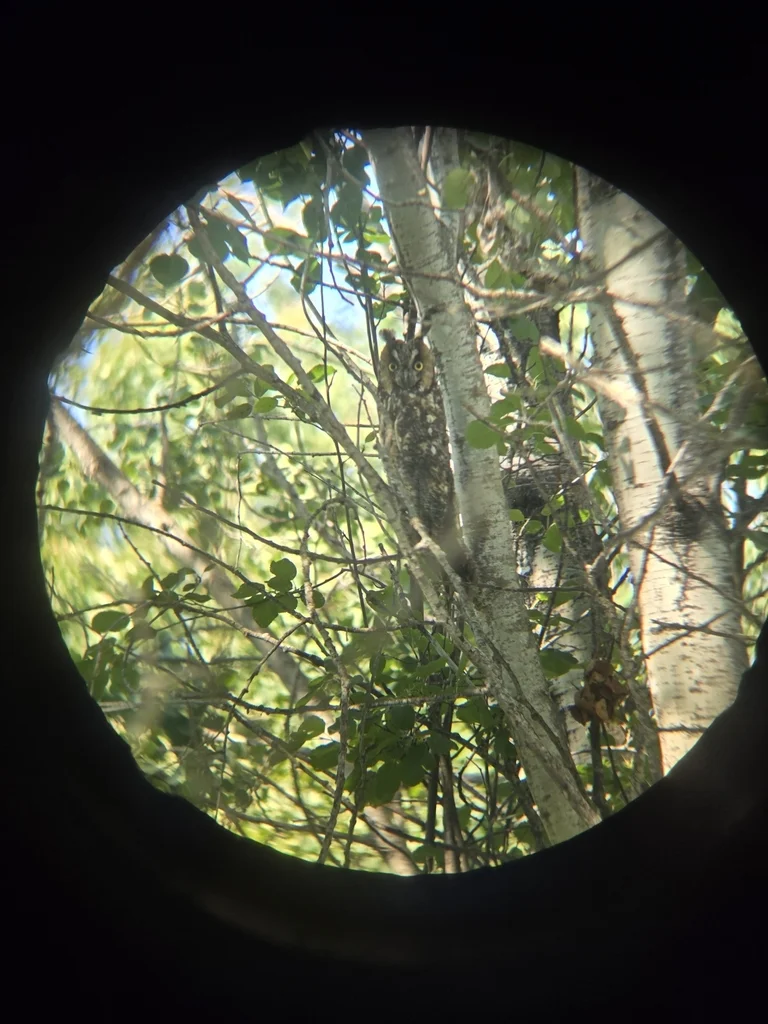 长耳鸮（Asio otus）