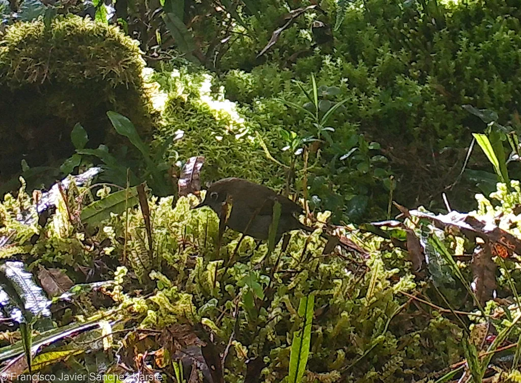 灰棘尾雀(Asthenes griseomurina)