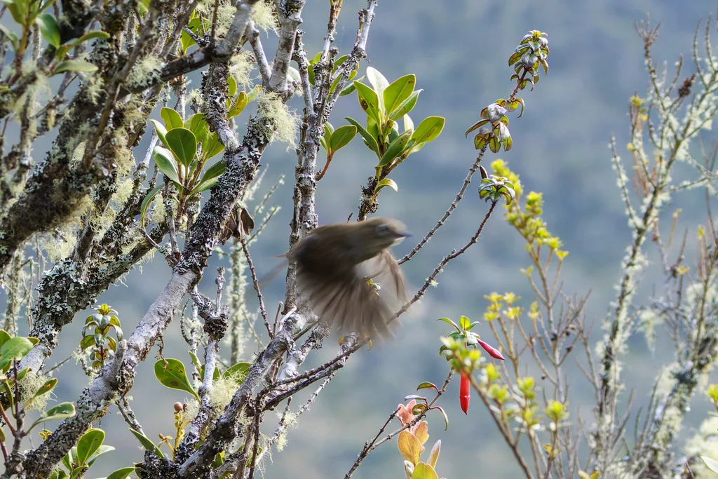 灰棘尾雀(Asthenes griseomurina)