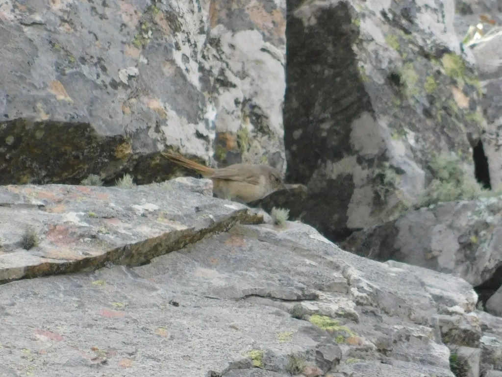 高山卡纳灶鸟(Asthenes modesta)