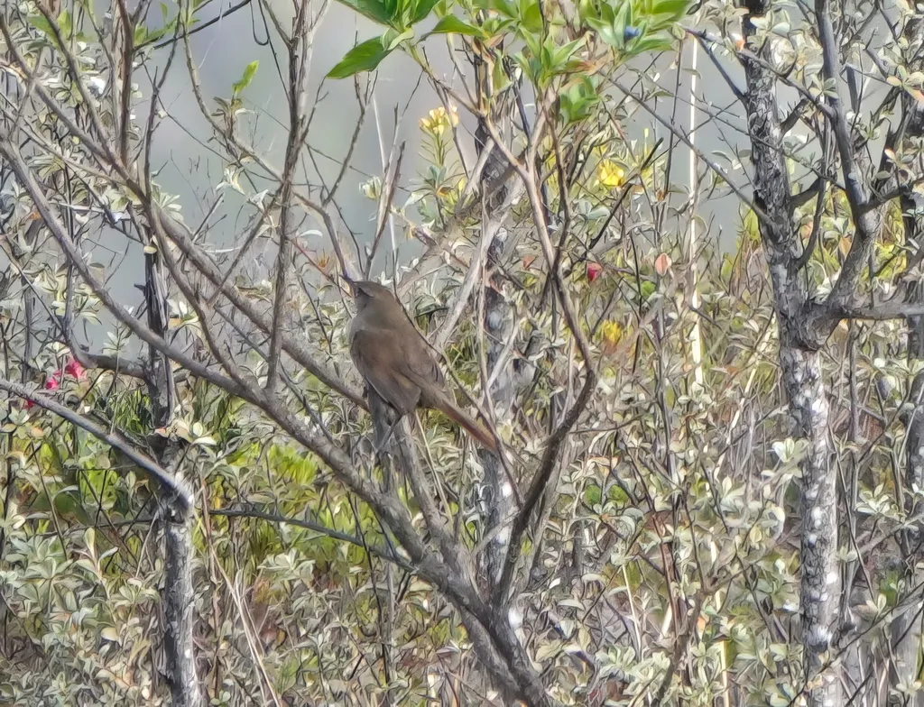 秘鲁棘尾雀(Asthenes perijana)