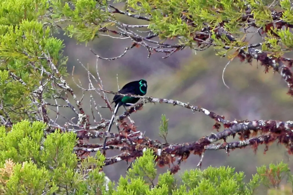 华丽长尾风鸟(Astrapia splendidissima)