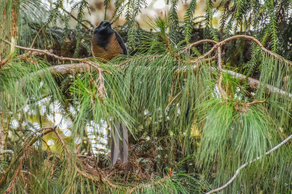 公主长尾风鸟(Astrapia stephaniae)