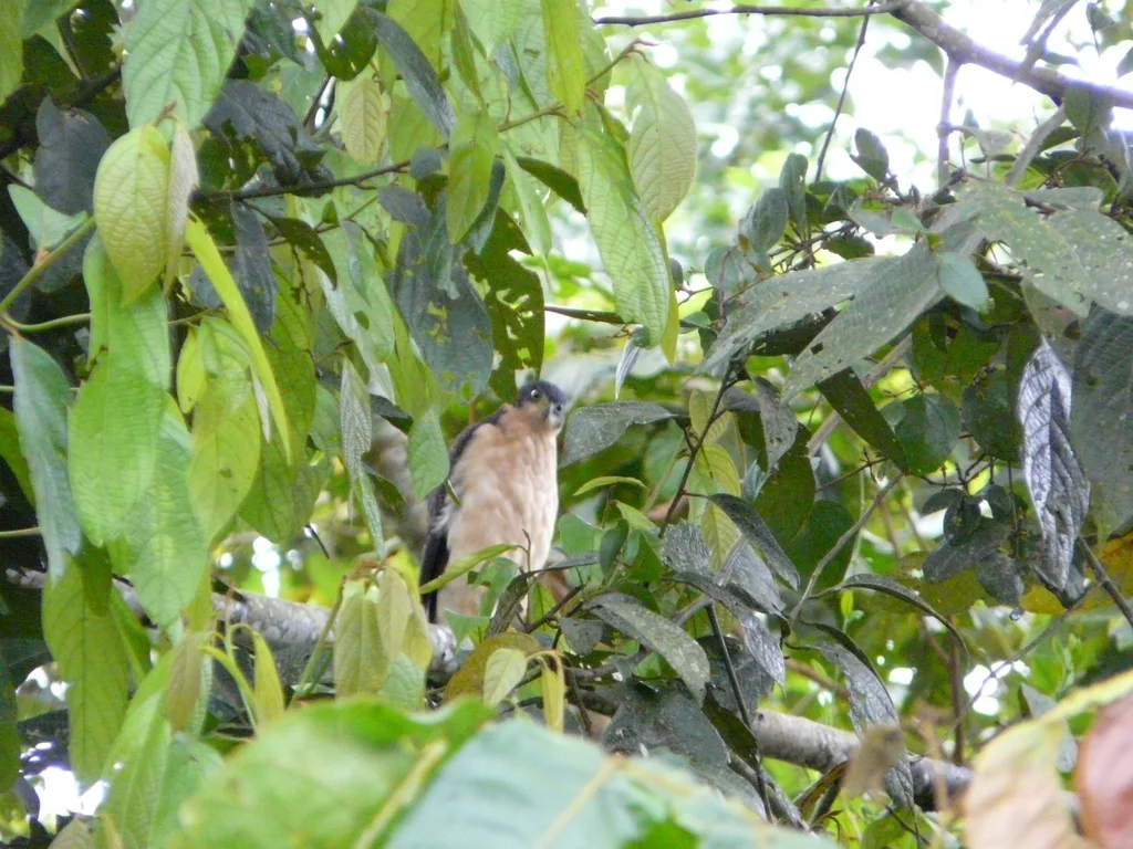 双色鹰(Astur bicolor)