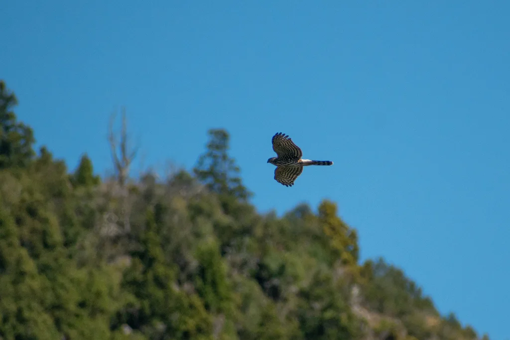 智利鹰(Astur chilensis)