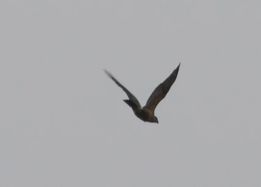古巴鹰(Astur gundlachi)