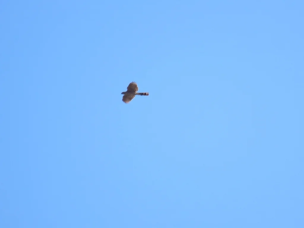 古巴鹰(Astur gundlachi)