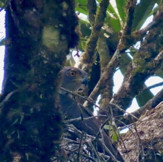亨氏鹰(Astur henstii)