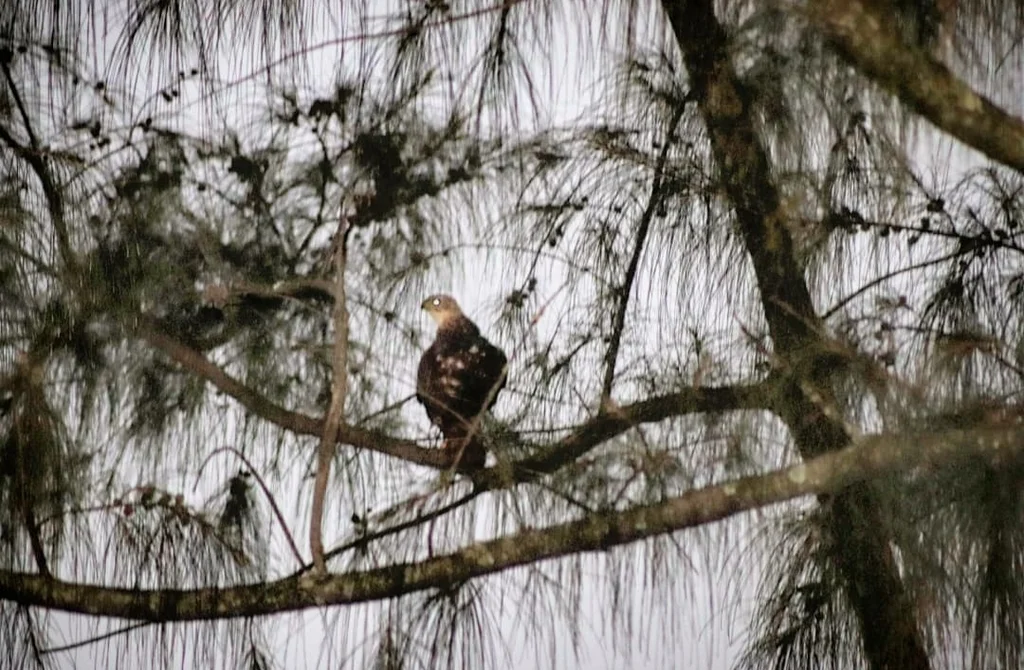 黑鹰(Astur melanoleucus)