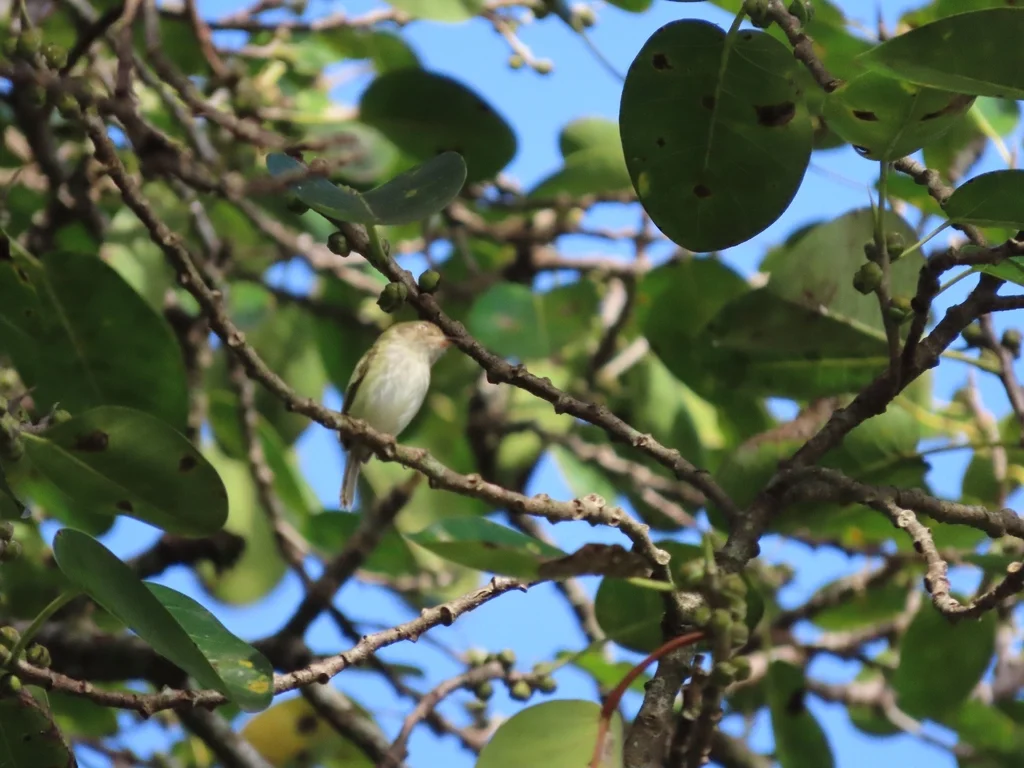 淡眼侏霸鹟(Atalotriccus pilaris)