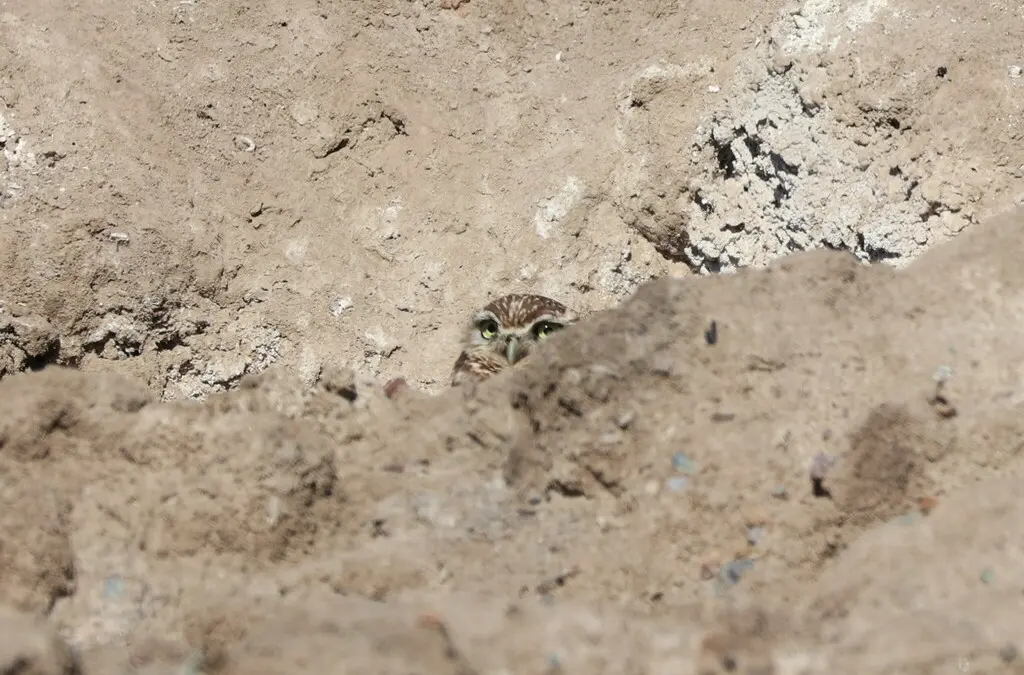穴小鸮(Athene cunicularia)