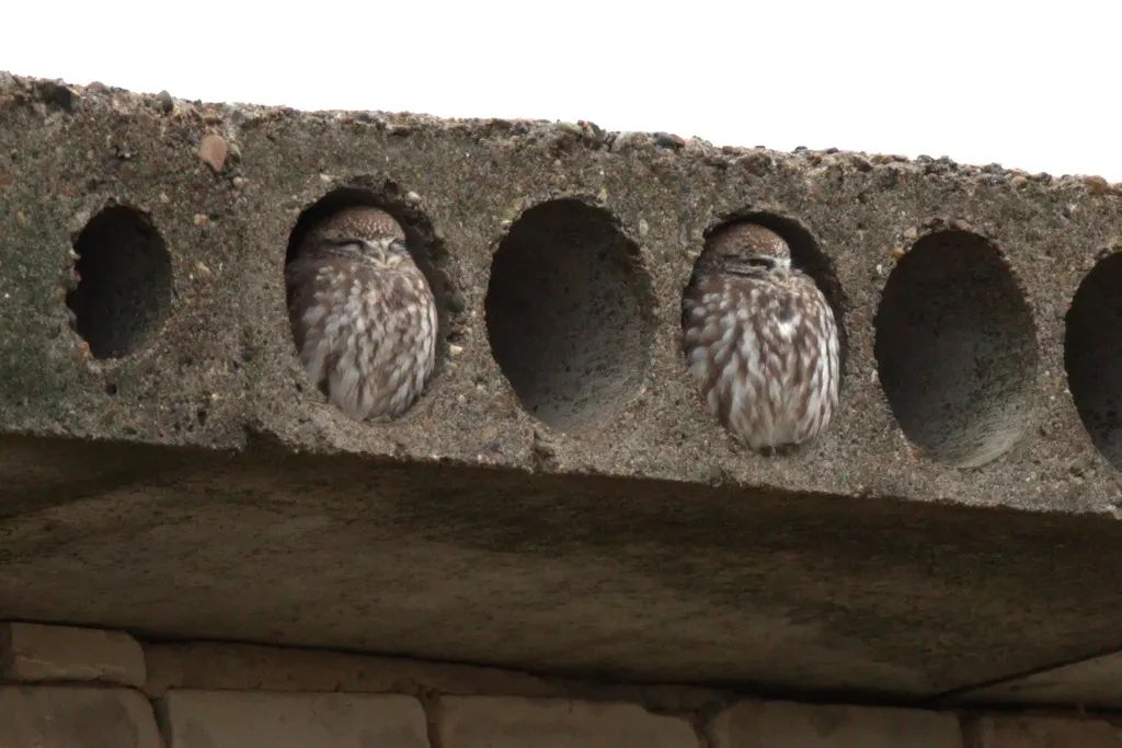 纵纹腹小鸮(Athene noctua)