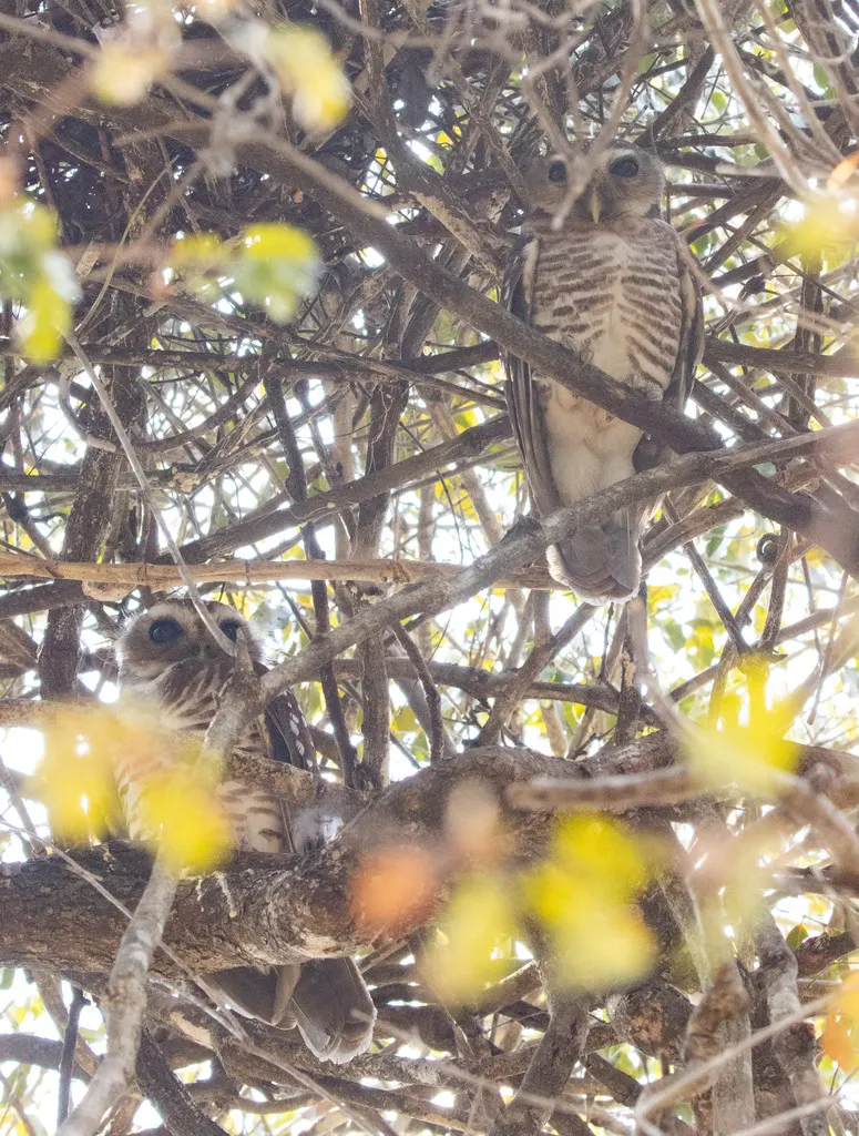 白眉小鸮(Athene superciliaris)