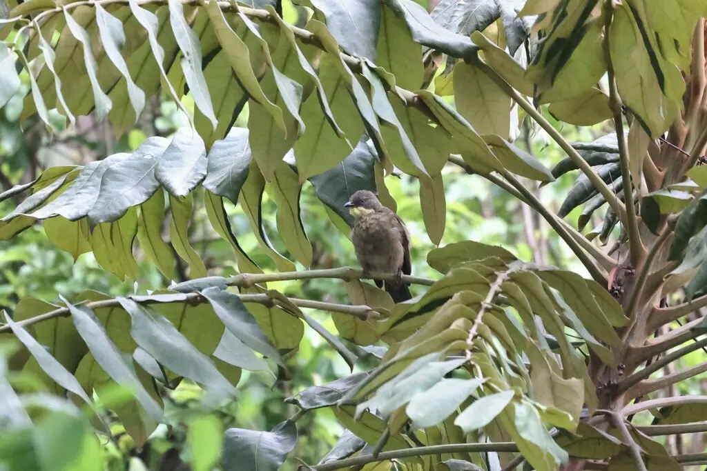淡喉绿鸫鹎(Atimastillas flavigula)