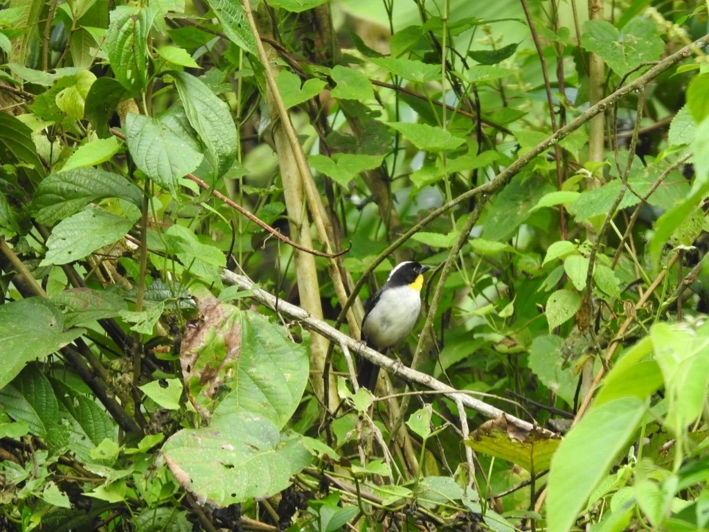 白颈薮雀(Atlapetes albinucha)