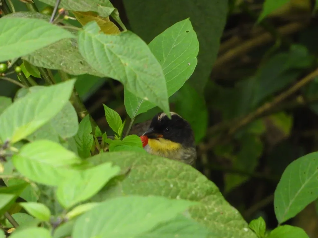 白颈薮雀(Atlapetes albinucha)