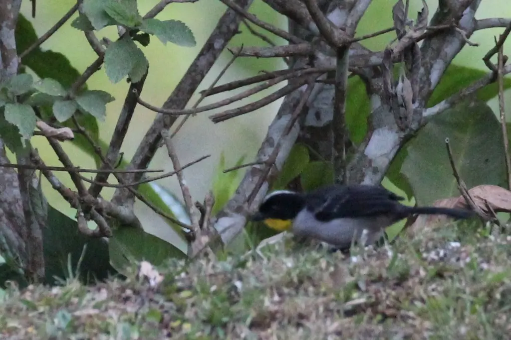 白颈薮雀(Atlapetes albinucha)