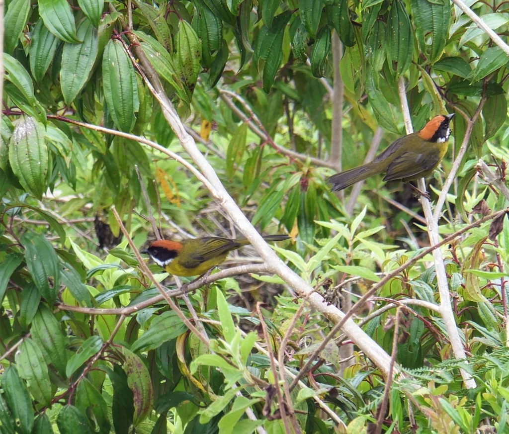 白须薮雀(Atlapetes albofrenatus)