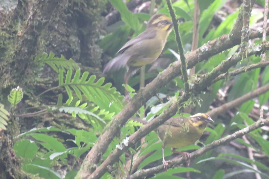 黄纹薮雀(Atlapetes citrinellus)
