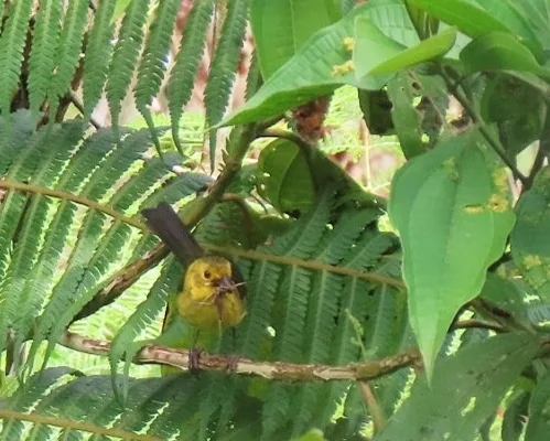 绿头薮雀(Atlapetes flaviceps)