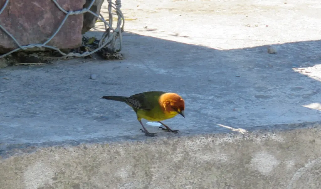 黄头薮雀(Atlapetes fulviceps)