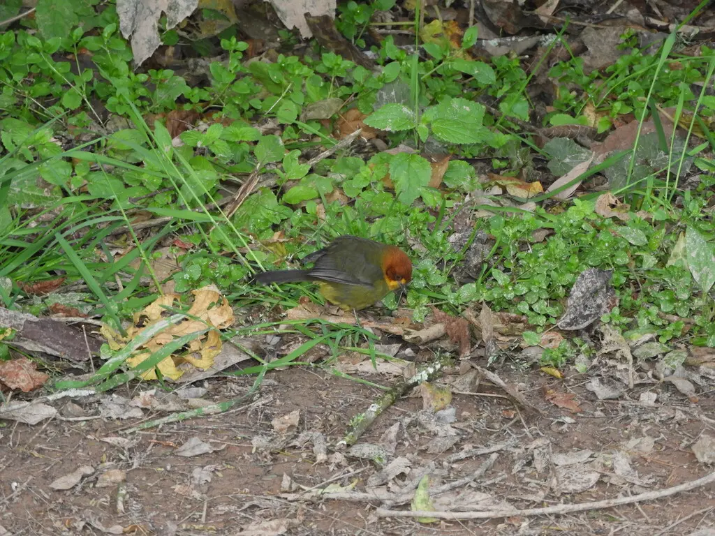 黄头薮雀(Atlapetes fulviceps)