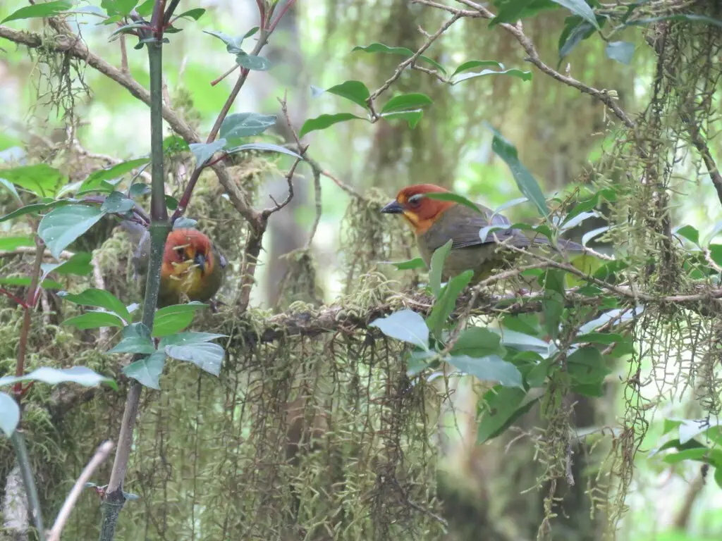 黄头薮雀(Atlapetes fulviceps)