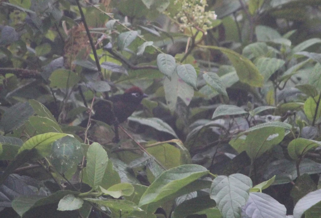 白翅缘薮雀(Atlapetes leucopis)