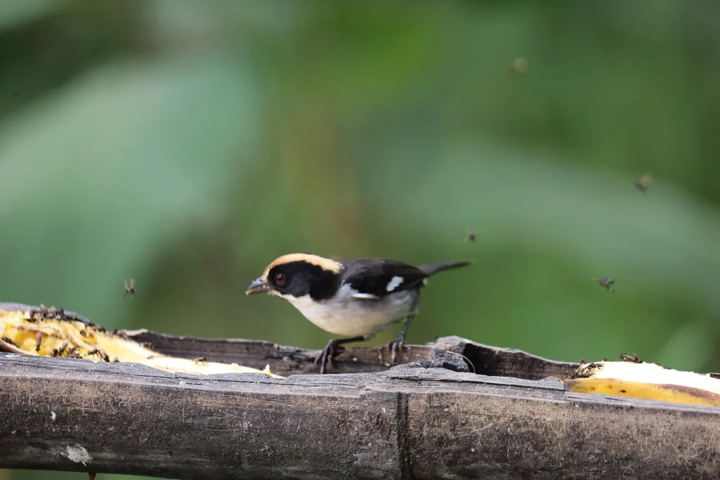 白翅薮雀(Atlapetes leucopterus)