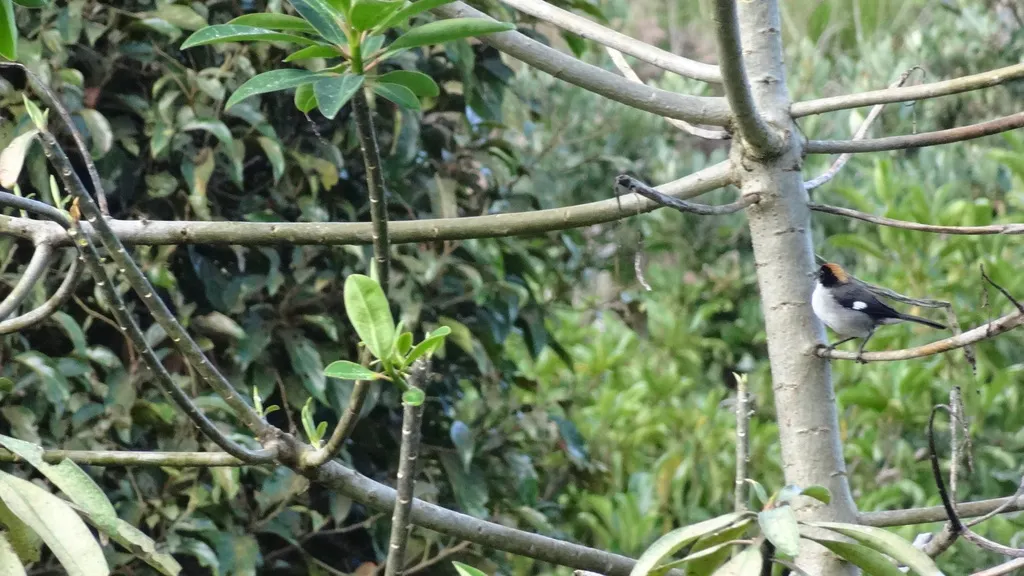 白翅薮雀(Atlapetes leucopterus)