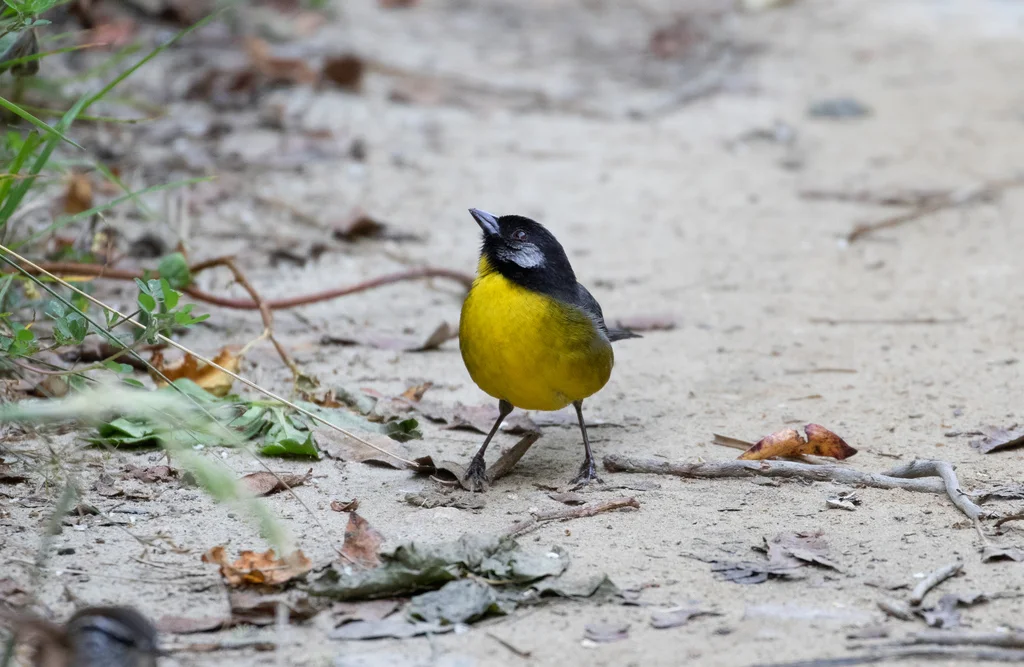 哥伦比亚薮雀(Atlapetes melanocephalus)
