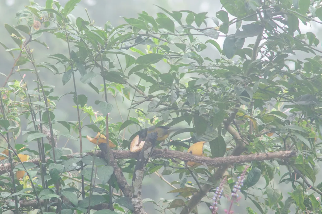 哥伦比亚薮雀(Atlapetes melanocephalus)