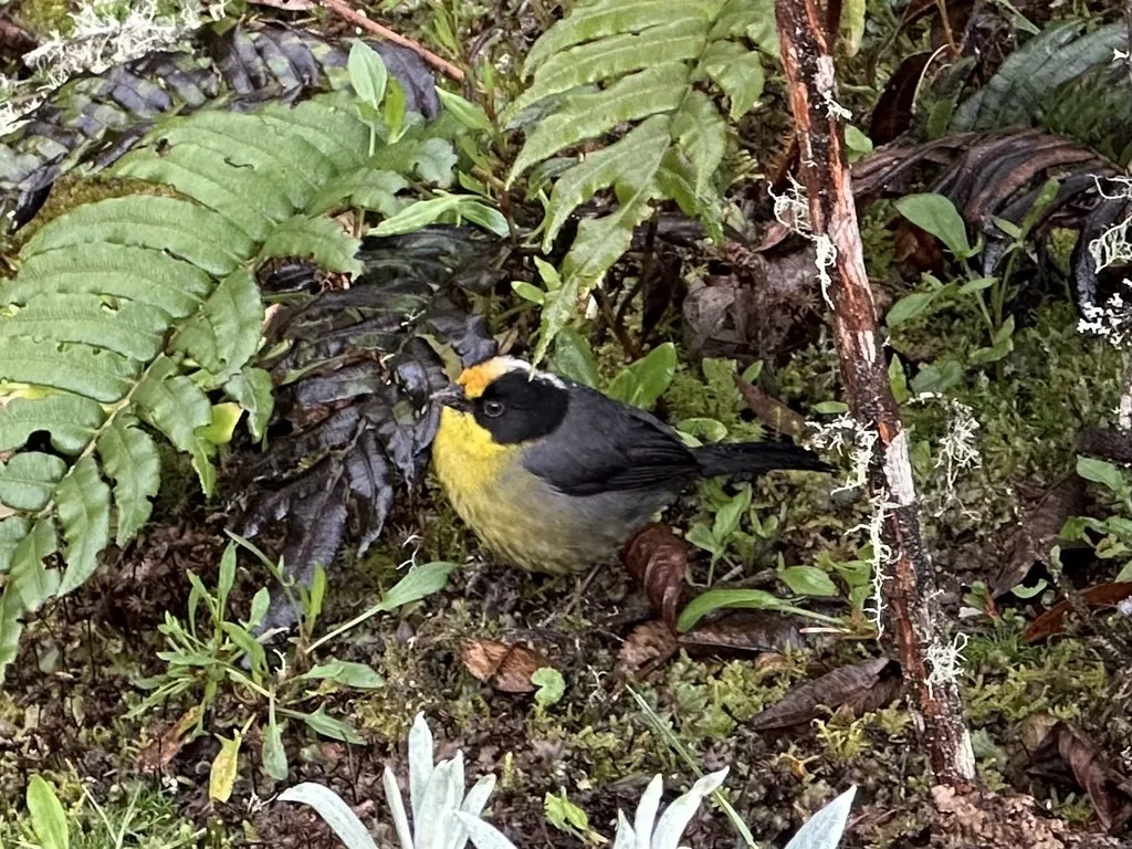 黄枕薮雀(Atlapetes pallidinucha)