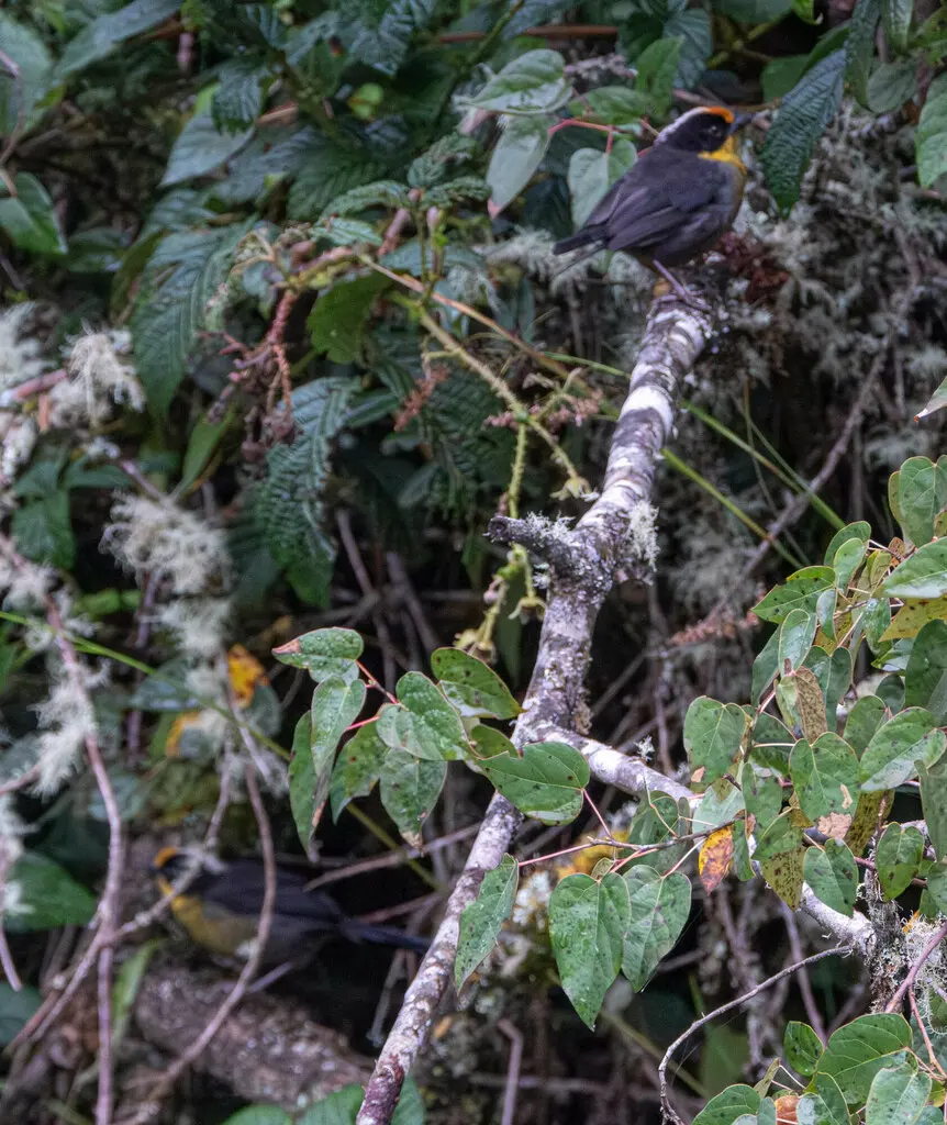 黄枕薮雀(Atlapetes pallidinucha)