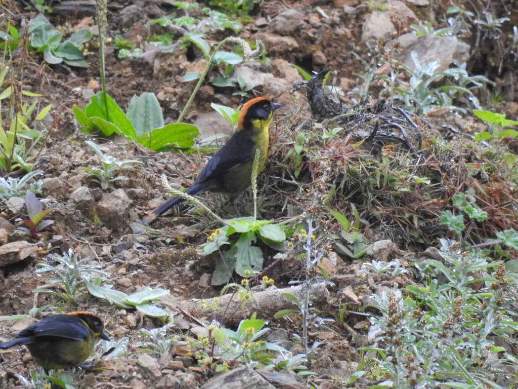 棕枕薮雀(Atlapetes rufinucha)