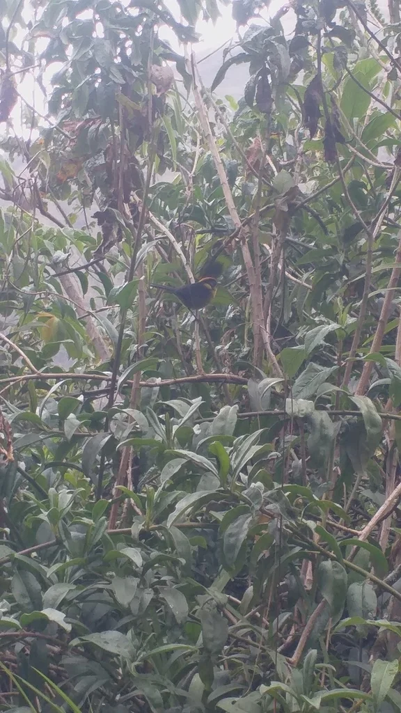 棕枕薮雀(Atlapetes rufinucha)