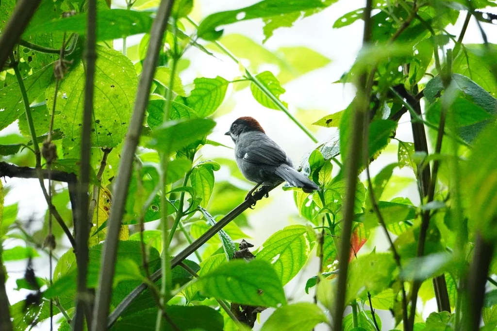 灰蓝薮雀(Atlapetes schistaceus)