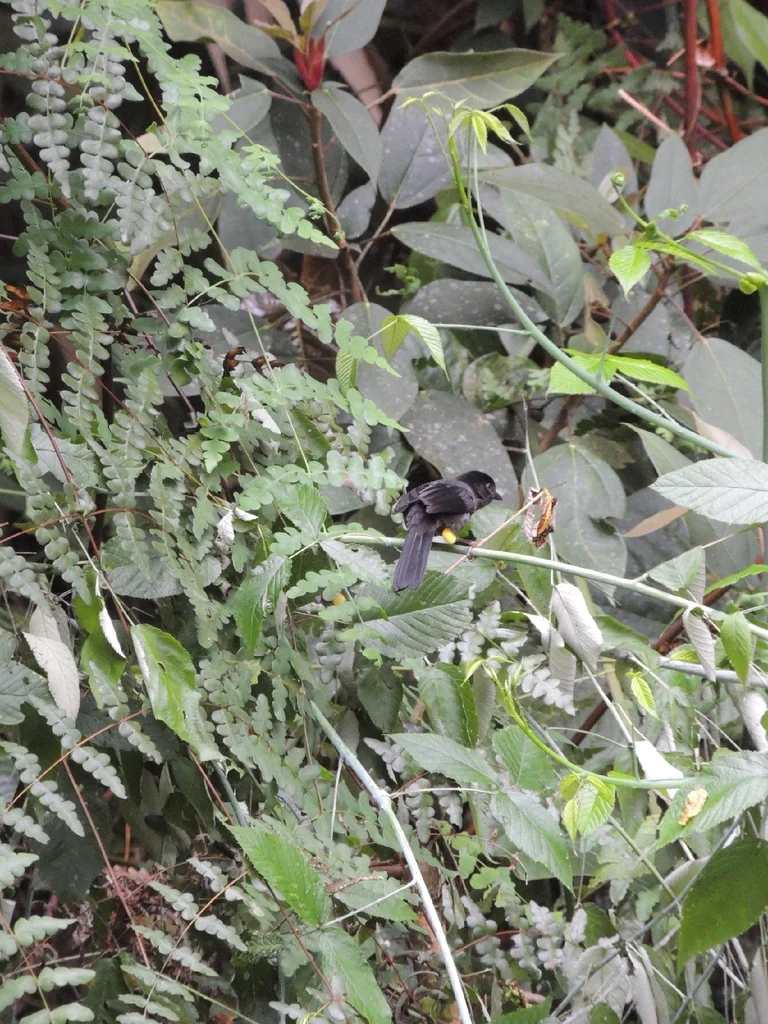 黄踝饰雀(Atlapetes tibialis)